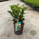 Prunus l. Bonaparte 30-40 cm 2,5L