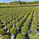 Prunus l. Sofia 30-35 cm 10L bol