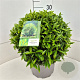 Prunus l. Sofia 30-35 cm 10L bol