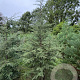 Cedrus libani 275-300 cm draadkluit