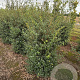 Osmanthus burkwoodii 150-175 cm draadkluit