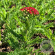 Achillea m. Milly Rock Red P9