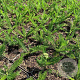 Achillea m. Milly Rock Red P9