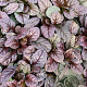 Ajuga reptans 'Atropurpurea' P9