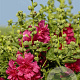 Alcea rosea 'Carmine Rose' P9