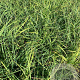 Carex flacca P9