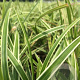 Carex morrowii 'Ice Dance' P9