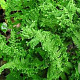 Dryopteris f.-m. 'Cristata' P9