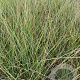 Festuca mairei P9