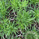 Petrorhagia saxifraga P9