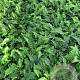 Polypodium vulgare P9