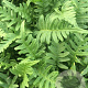 Polypodium vulgare P9