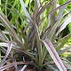 Astelia nervosa 'Red Shadow' 25-30 cm 2,0L