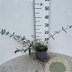 Buddleja d. 'Nanho Blue' 30-40 cm 2,0L
