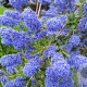 Ceanothus 'Italian Skies' 30-40 cm 5,0L