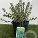 Euonymus fort. 'Emerald Gaiety' 25-30 cm 3,0L