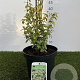 Euonymus fort. 'Emerald 'n' Gold' 25-30 cm 3,0L