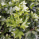 Fatshedera lizei 40-50 cm 5,0L