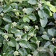 Hedera arb. Compact 25-30 cm 2,0L