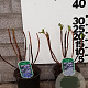 Hydrangea m. 'Blaumeise' 25-30 cm 2,0L
