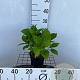 Hydrangea m. 'Nikko Blue' 25-30 cm 2,0L