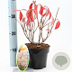 Hydrangea pan. 'Phantom' 30-40 cm 2,0L