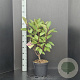 Hydrangea pan. Pinky Winky 50-60 cm 7,5L