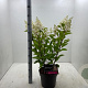 Hydrangea pan. Pinky Winky 50-60 cm 7,5L