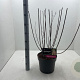 Hydrangea pan. Pinky Winky 50-60 cm 7,5L