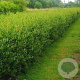 Phillyrea angustifolia 'Green Up' 30-40 cm 3,0L