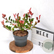 Photinia fraseri 'Little Red Robin' 25-30 cm 3,0L