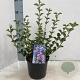 Syringa meyeri 'Palibin' 30-40 cm 3,0L