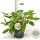 Viburnum davidii 30-40 cm 3,0L