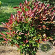 Viburnum odoratissimum Coppertop 40-50 cm 5,0L