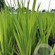 Acorus calamus P9