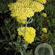 Achillea 'Moonshine' P9