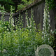 Aconitum napellus 'Album' P9