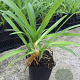 Agapanthus africanus P9