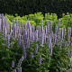 Agastache 'Blue Fortune' P9