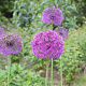 Allium aflatunense P9