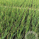 Allium schoenoprasum P9