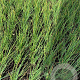 Allium schoenoprasum P9