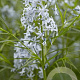 Amsonia hubrichtii P9