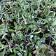 Anaphalis triplinervis P9