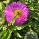 Aster n.-b. 'Sarah Ballard' P9