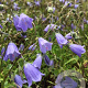 Campanula cochl. 'Jingle Blue' P9