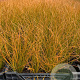 Carex testacea 'Prairie Fire' P9