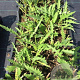 Cirsium rivulare 'Tr. Blue Wonder' P9