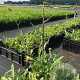 Cirsium rivulare 'Tr. Blue Wonder' P9