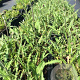 Cirsium rivulare 'Tr. Blue Wonder' P9